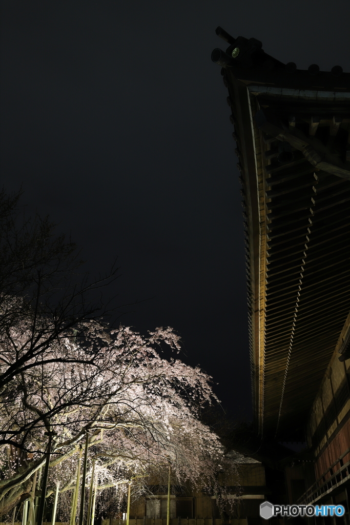 般若院と枝垂れ桜