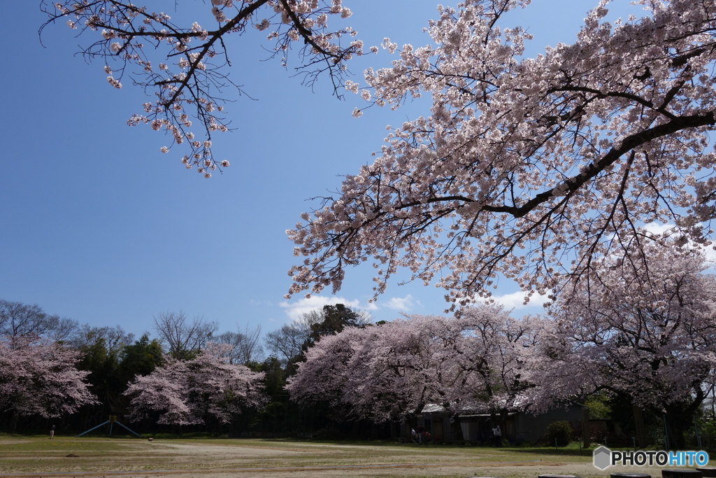 校庭の桜