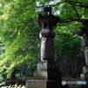 緑のモミジと石灯籠