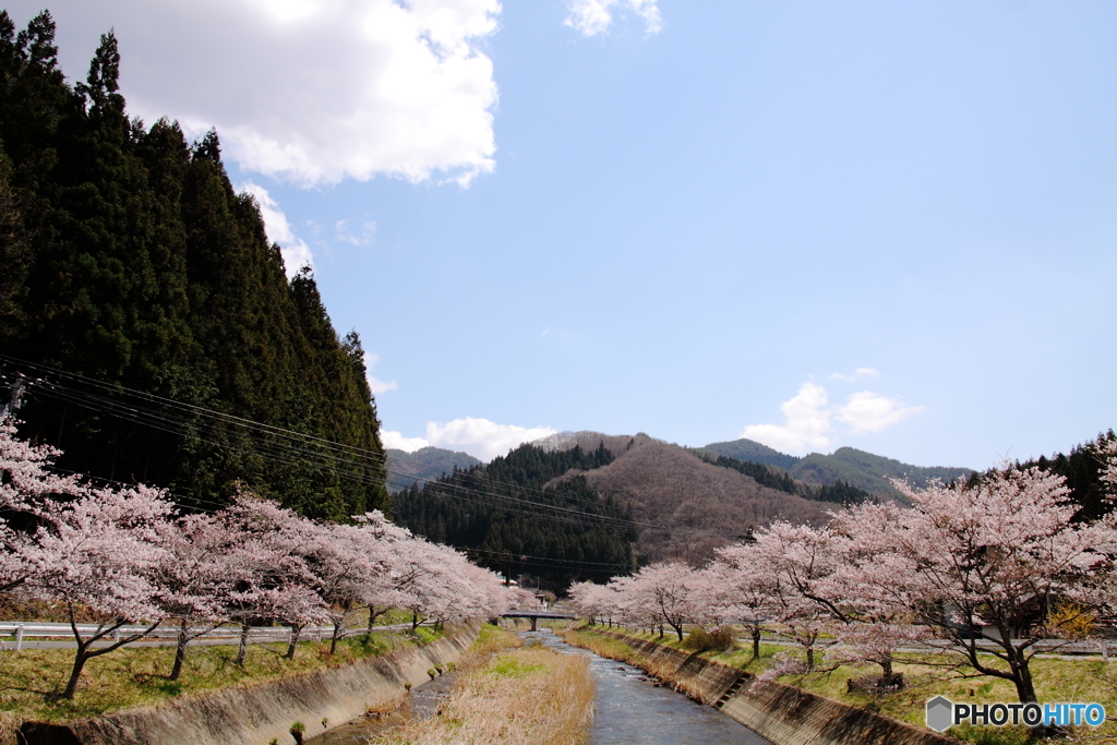きらきら桜並木