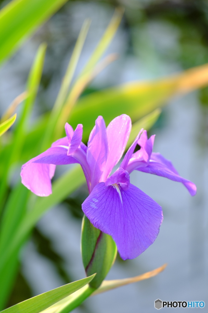 いずれ菖蒲か杜若