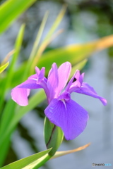 いずれ菖蒲か杜若