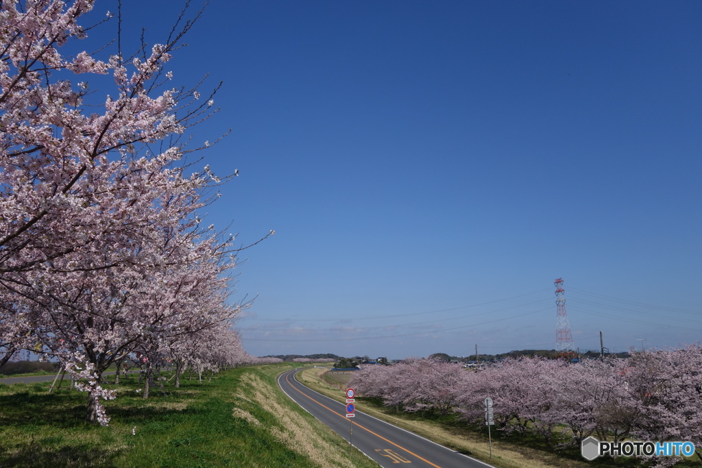 桜並木