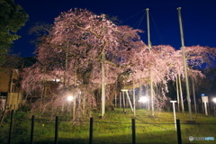 般若院 夜桜