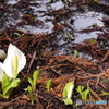 水芭蕉