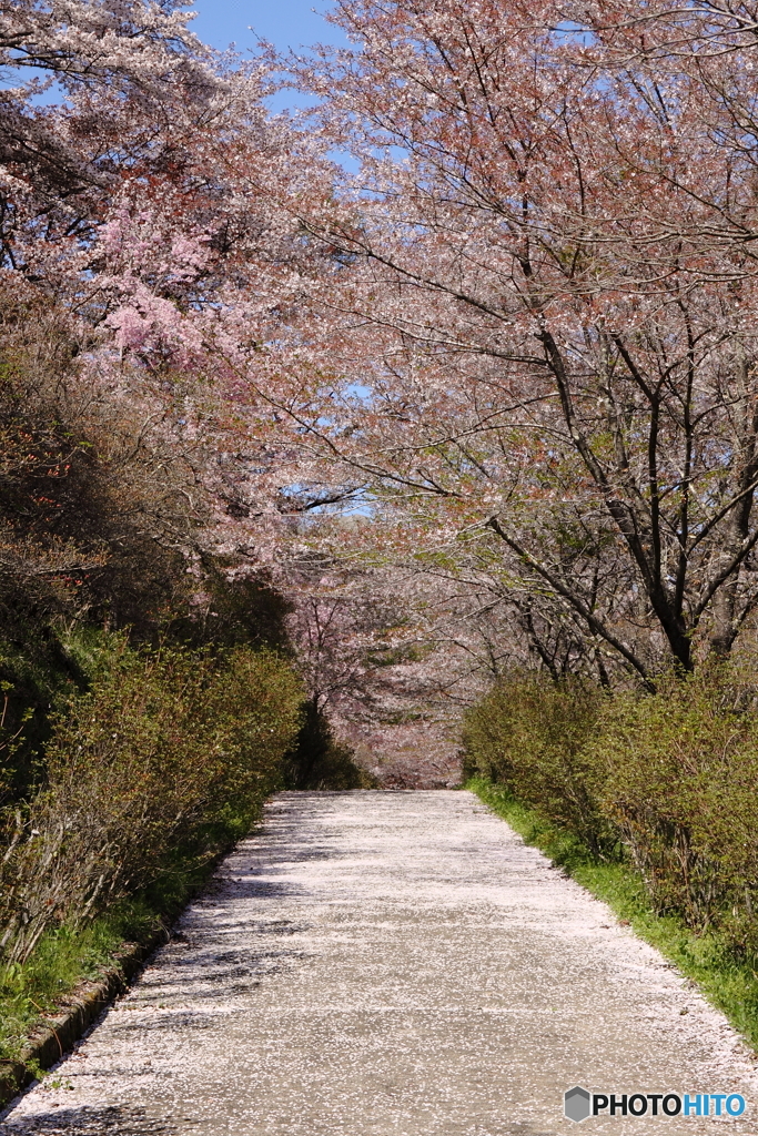 桜の道