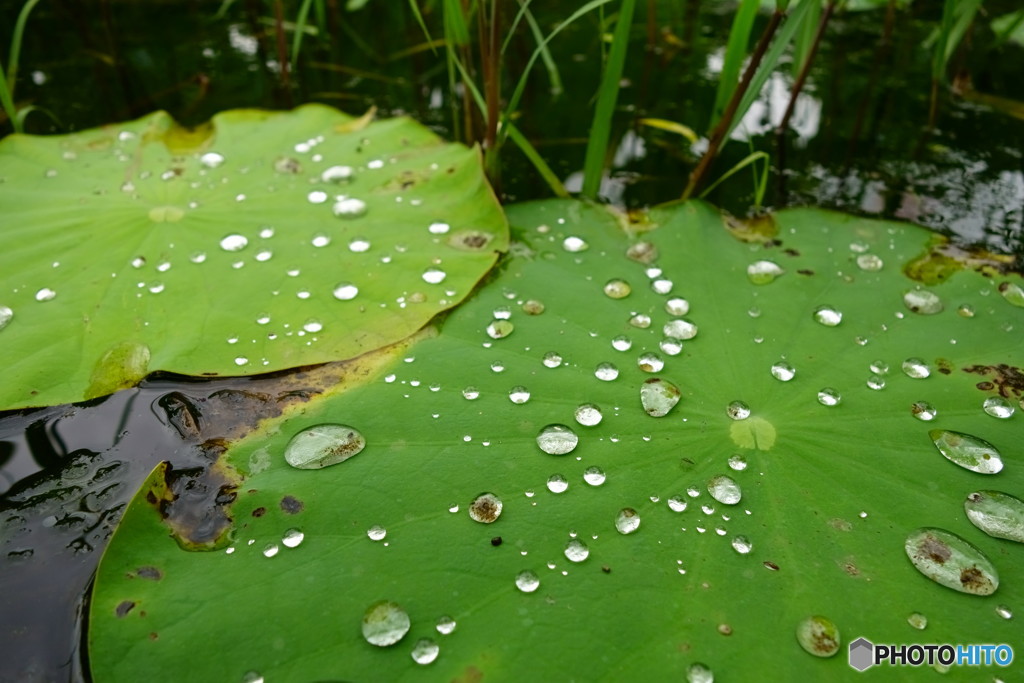 水玉