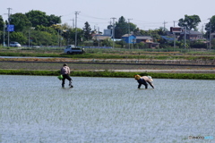 田植えの頃