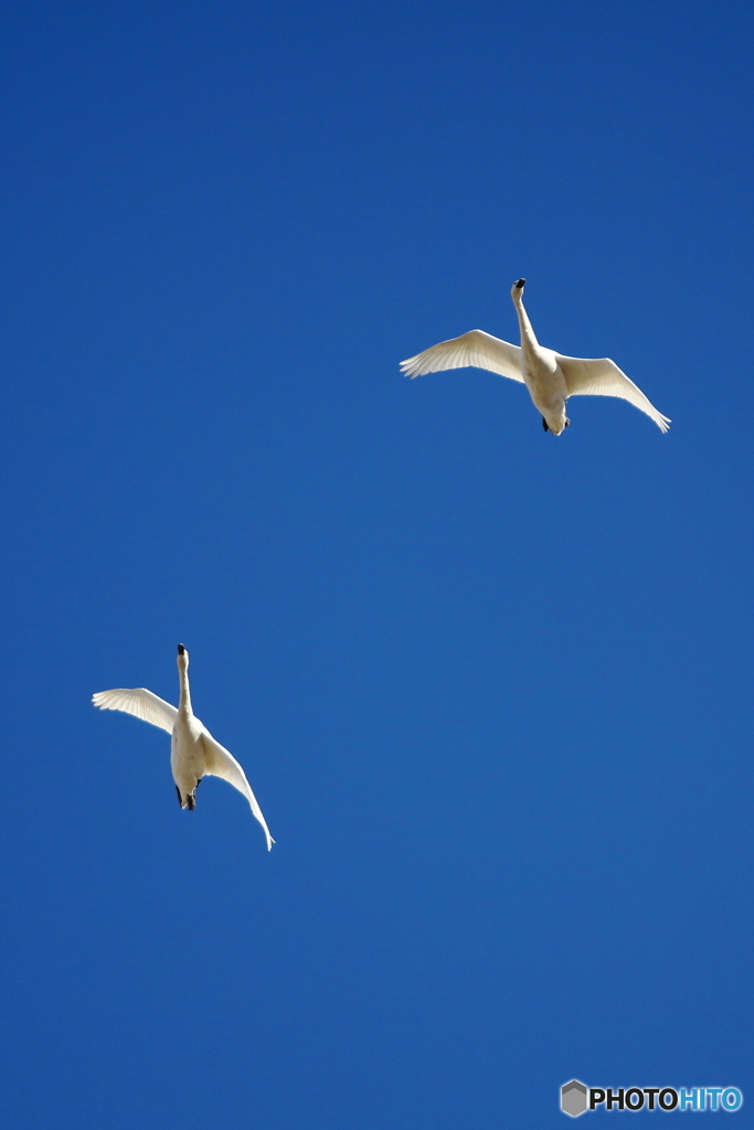 白鳥の郷6