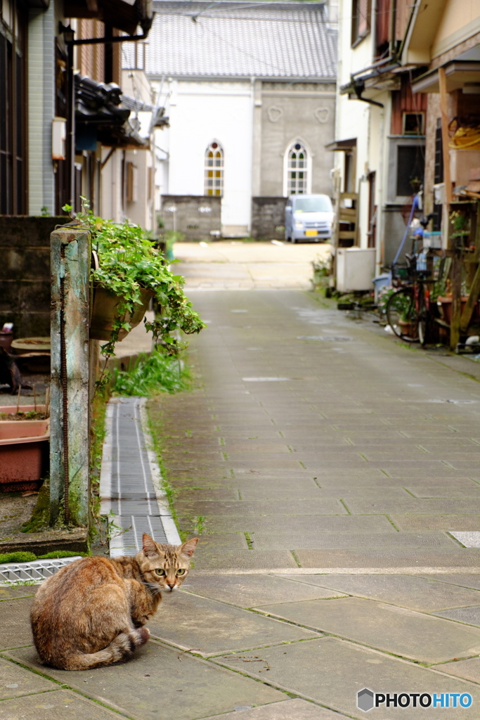 猫のいる街角