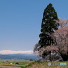 北国の春