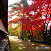 紅葉の径