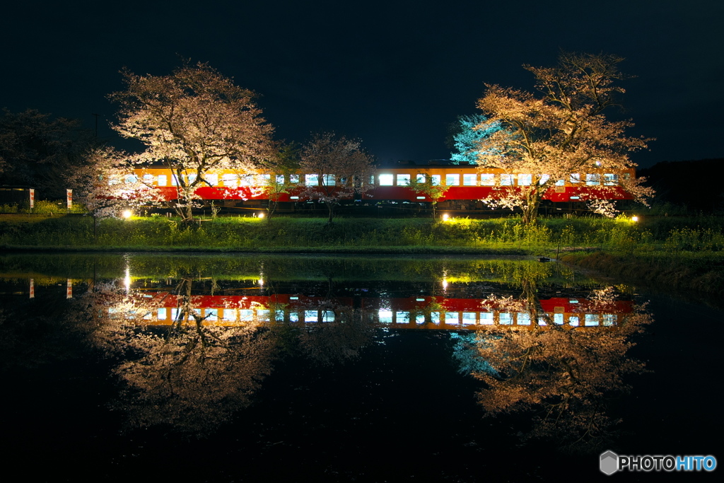 飯給夜桜2017