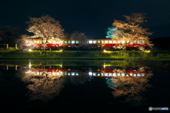 飯給夜桜2017