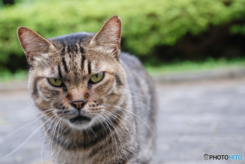 あ やんのかコラ By 紅珍 Id 写真共有サイト Photohito