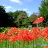 彼岸花と結縁寺