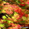 紅葉青葉
