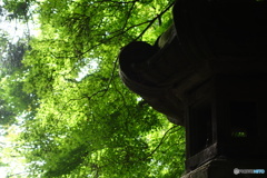 石灯籠と緑のモミジ