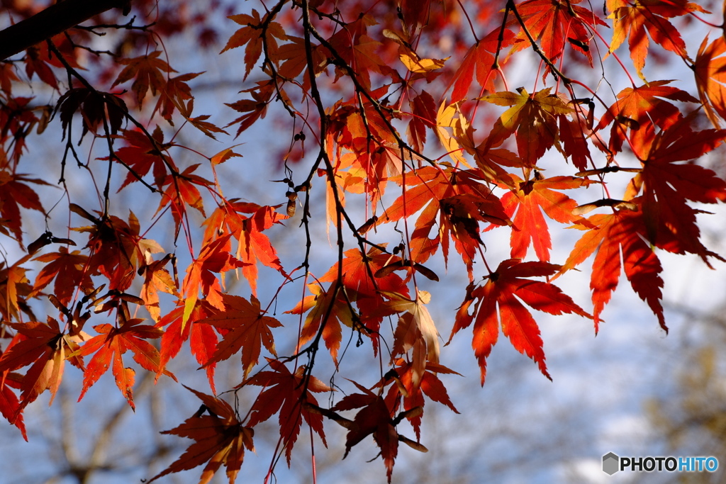 一筋の紅葉