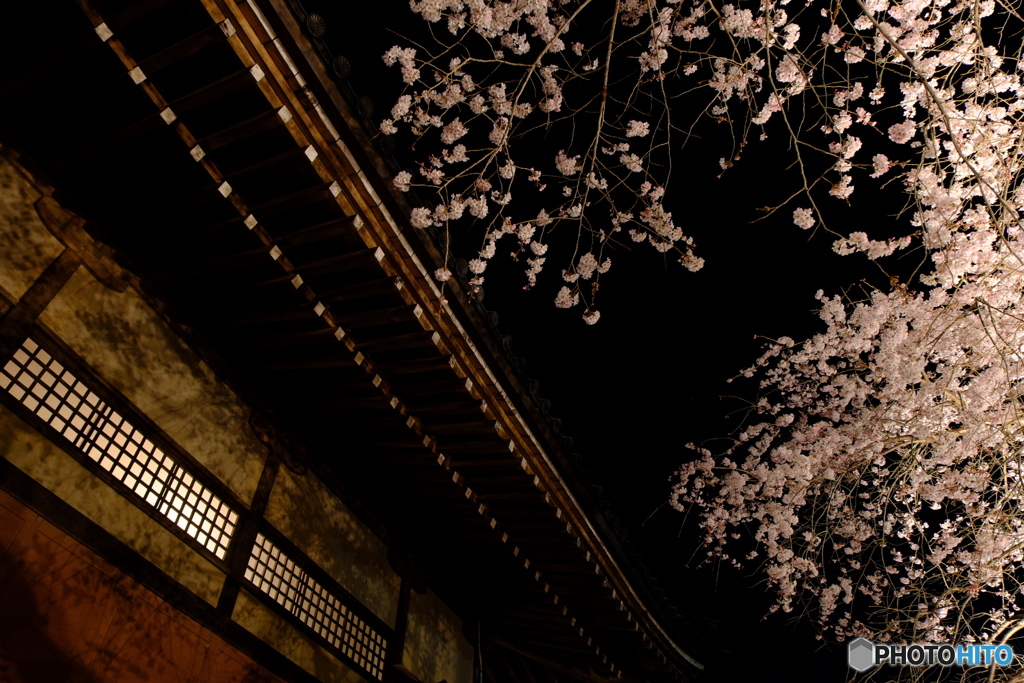 桜と寺院