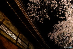 桜と寺院