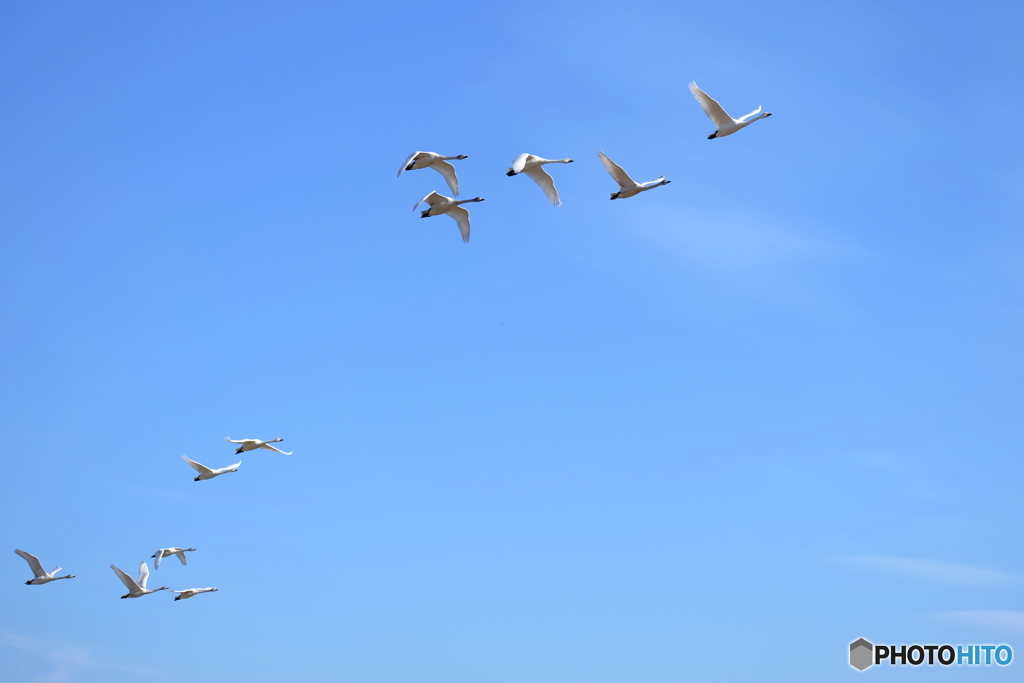 白鳥の群れ