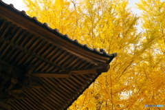 西連寺 黄金色の銀杏