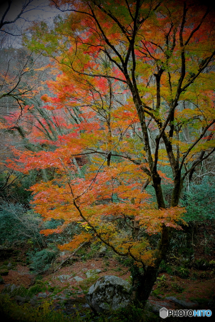 紅葉の花貫渓谷3