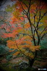紅葉の花貫渓谷3