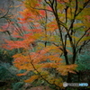 紅葉の花貫渓谷3