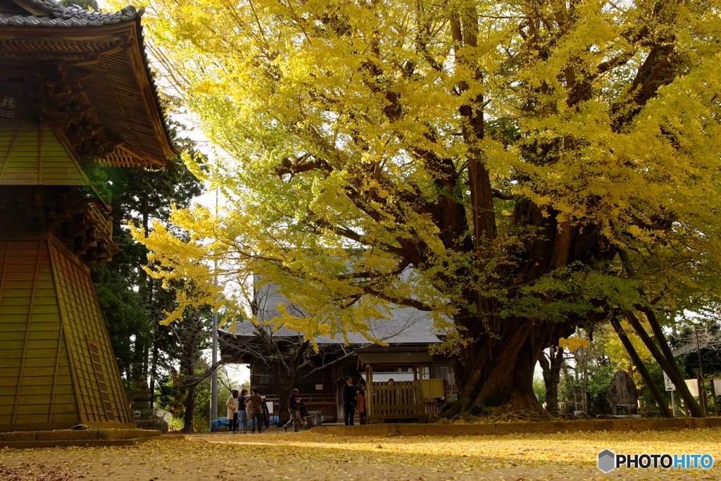 西連寺大銀杏