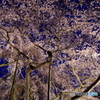 妖艶桜