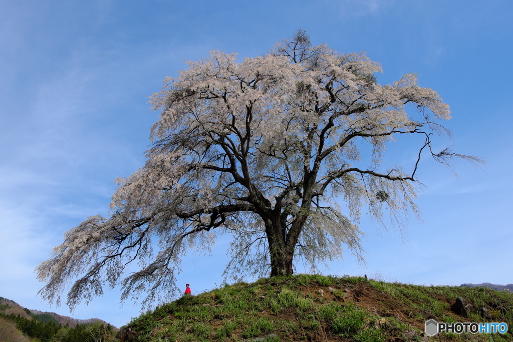 上発知の地蔵桜