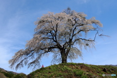 上発知の地蔵桜