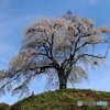 上発知の地蔵桜
