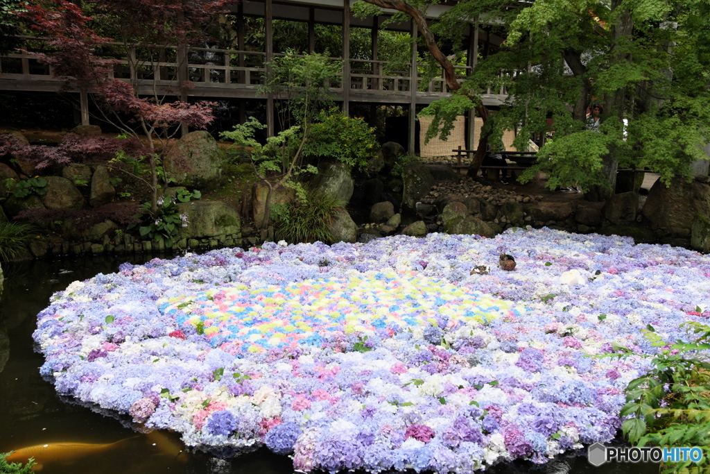 紫陽花池