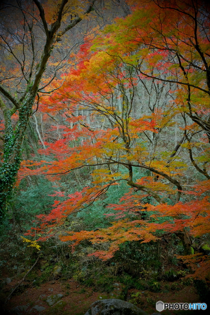 紅葉の花貫渓谷4
