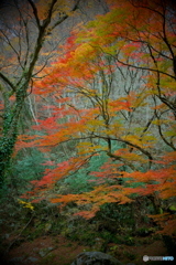 紅葉の花貫渓谷4