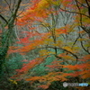 紅葉の花貫渓谷4