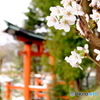 鳥居と桜