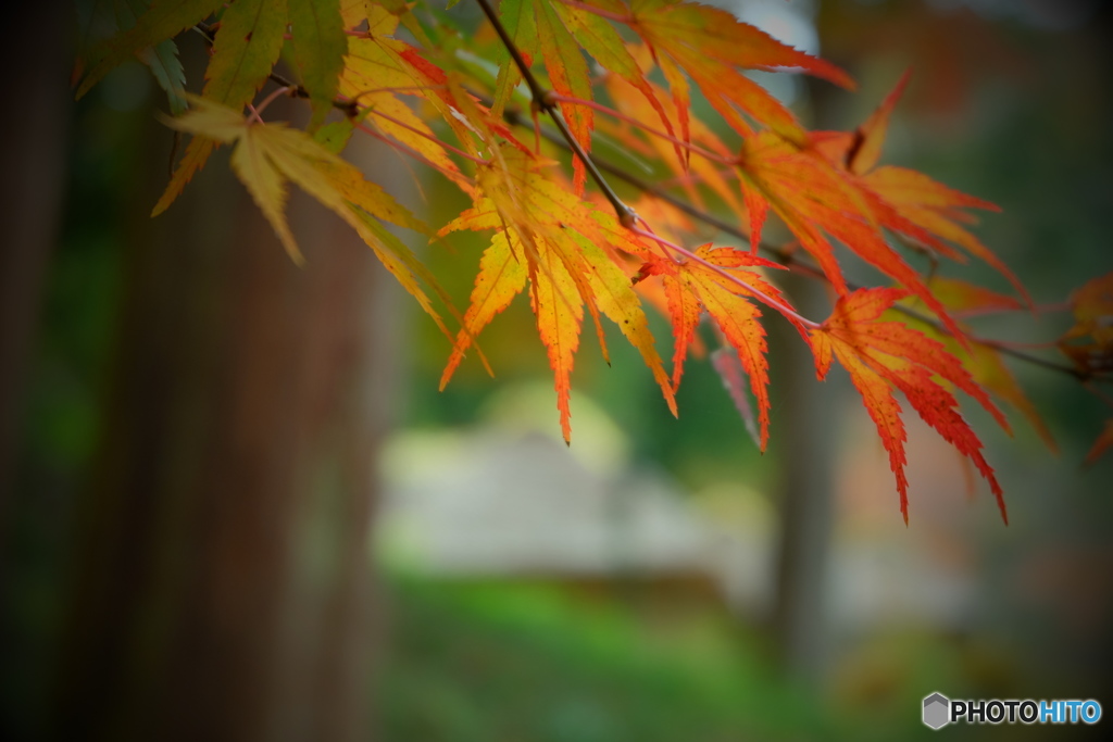 紅葉と西山荘