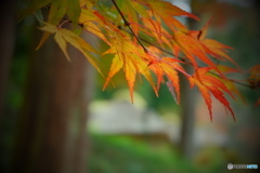 紅葉と西山荘