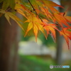 紅葉と西山荘