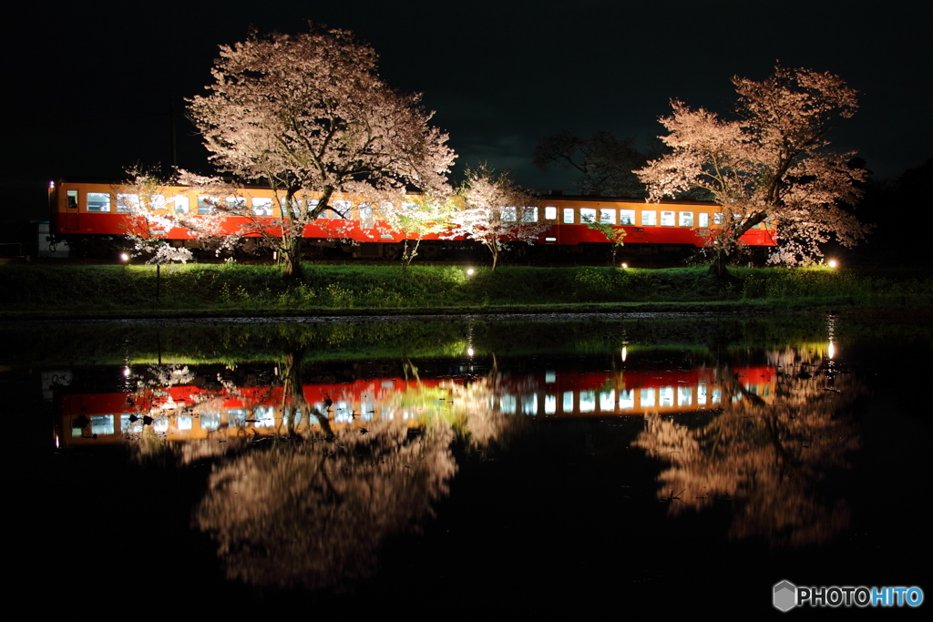 夜桜鐵道