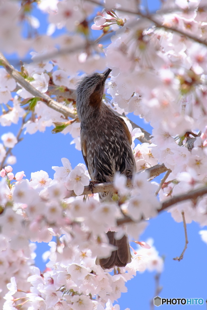 桜に恋して