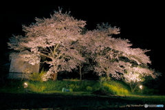 夜桜