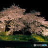 夜桜
