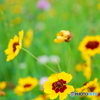 可憐な花