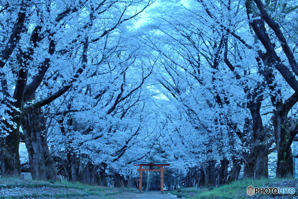 春宵桜