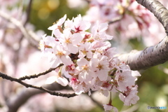 桜の季節